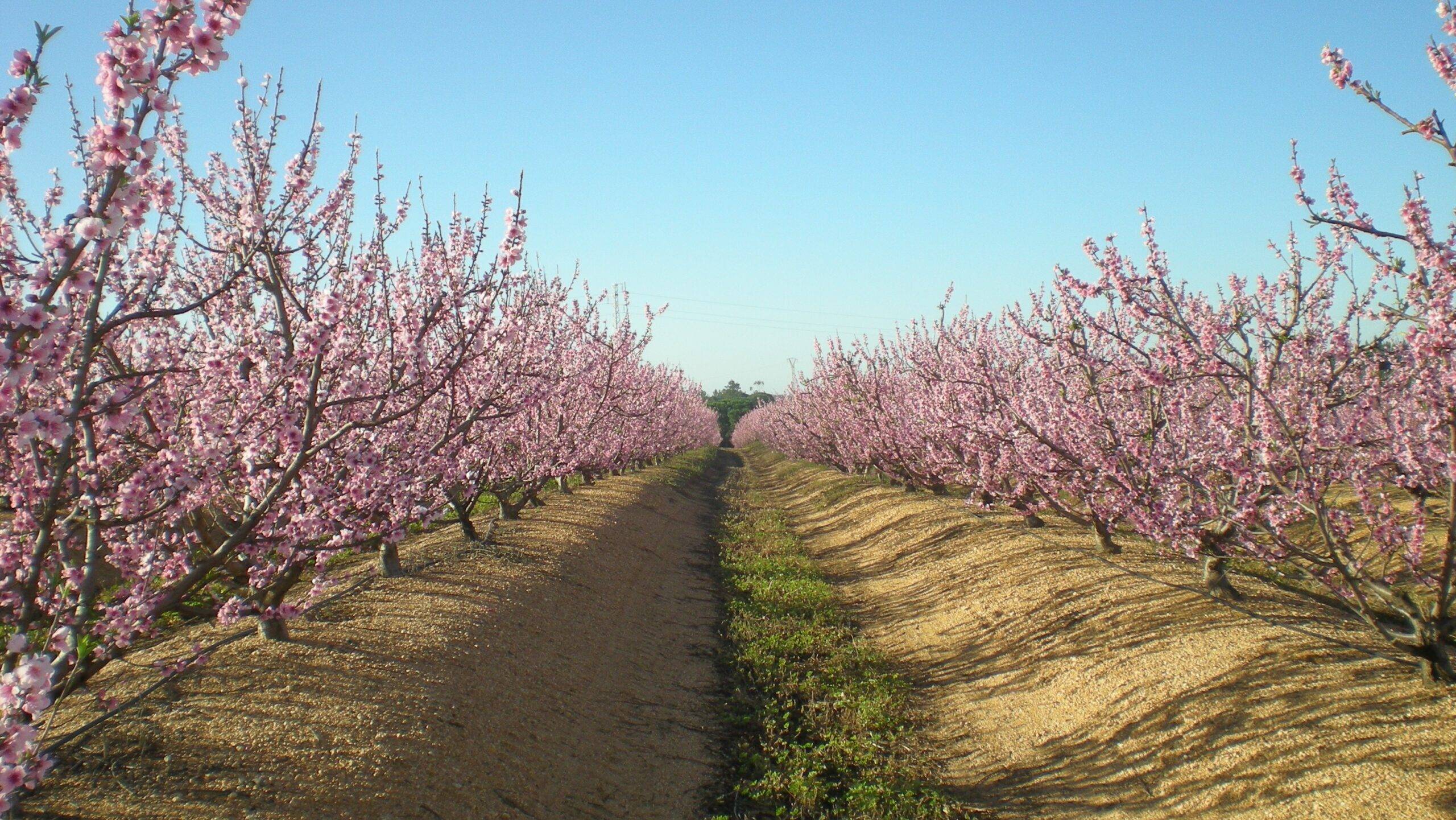 Viveros-Hernandorena|Fiabilidad-Varietal-Hernandorena|Viveros-Hernandorena
